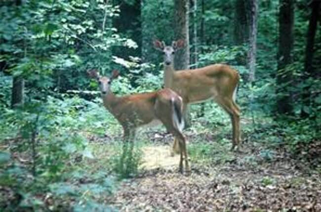 Building Photo - Gorgeous 3-Story Brick Home / 2 Fireplaces / Full Finished Basement / Chapel Hill Schools