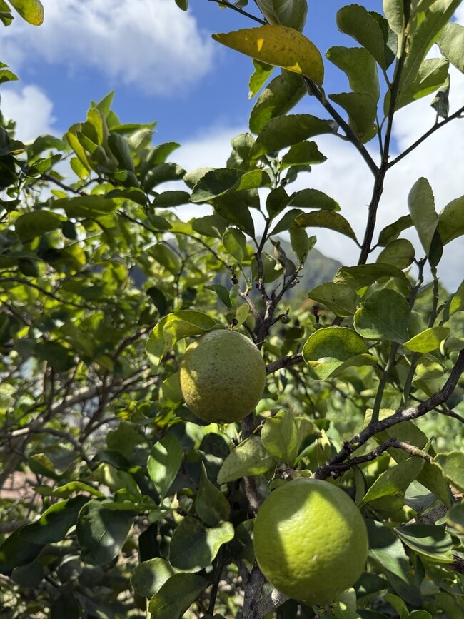 Building Photo - 46-305-305 Hoauna St