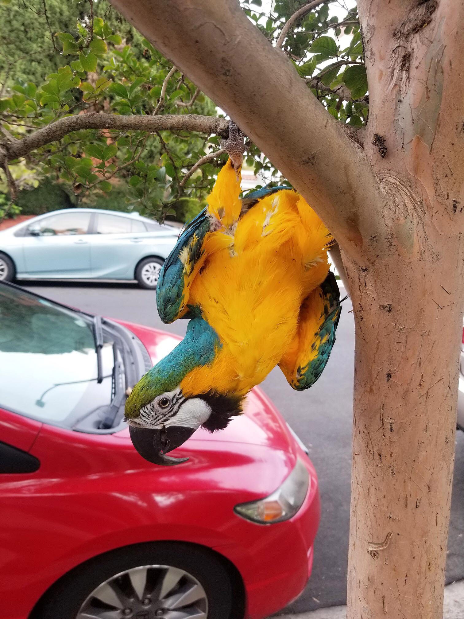 Building Photo - 831 Alandele Ave