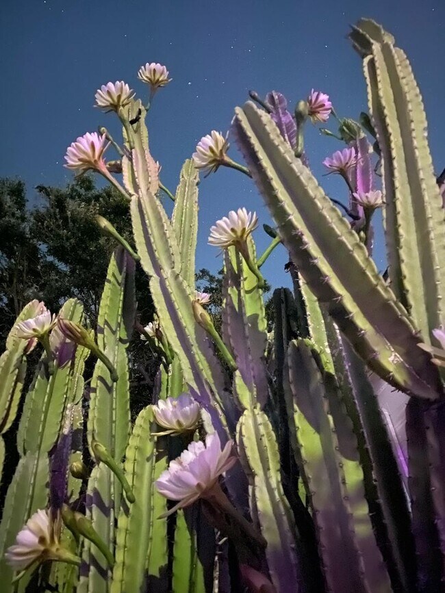 Building Photo - Charming Corner Lot Pool Home with Private Orchard Florida Living at Its Best – Pool, Privacy & P...