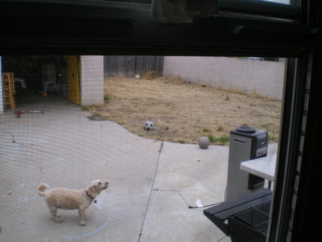 backyard - 25223 Western Ave