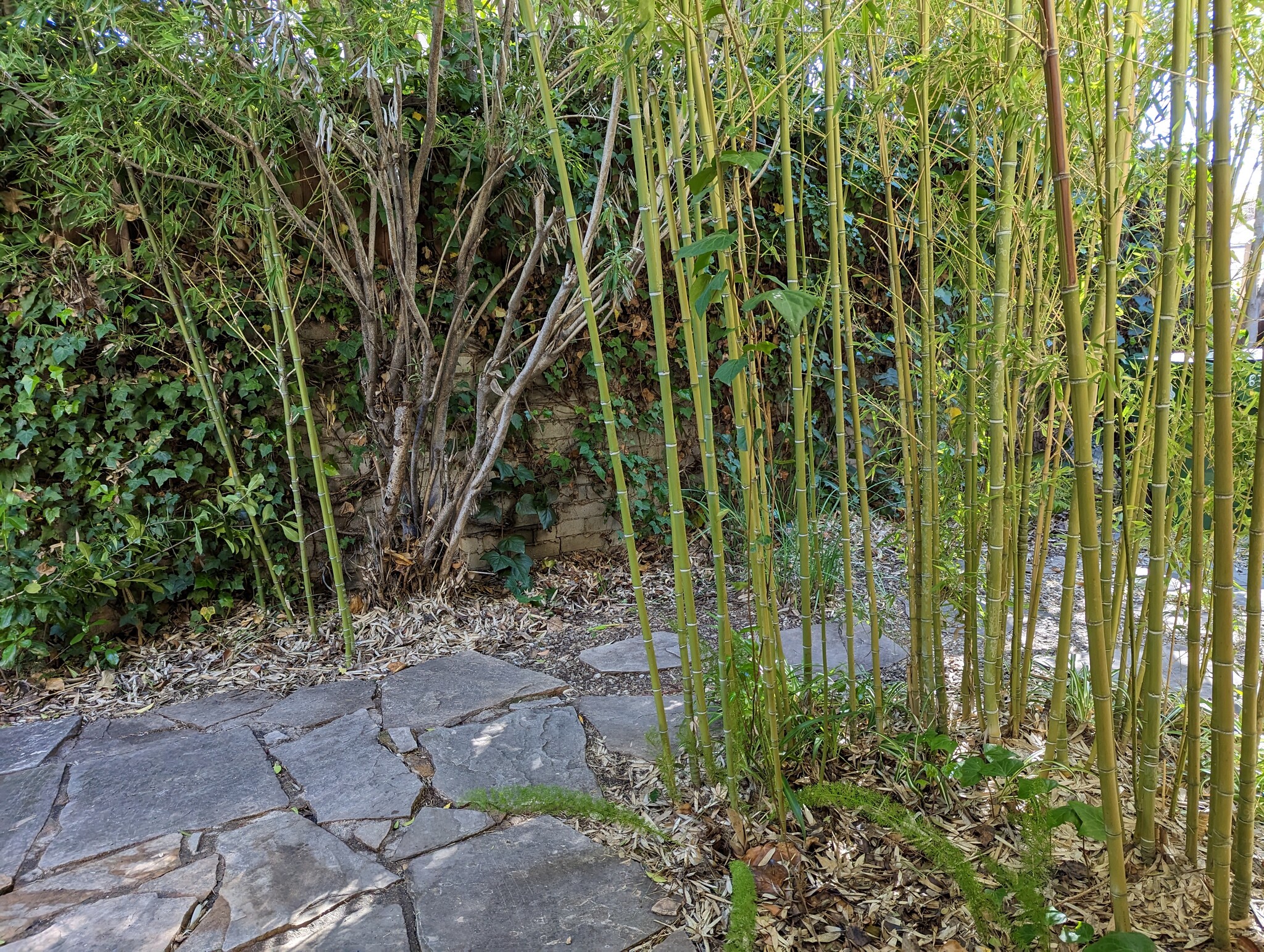 Private Yard - 836 N La Jolla Ave