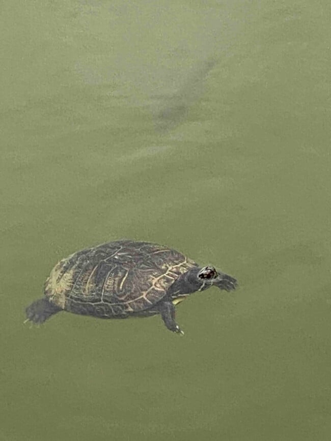 Building Photo - 15076 Audubon Lake Blvd