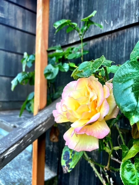 Building Photo - 3106 Farragut St