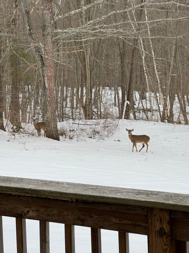 Backyard - 801 US Route 1