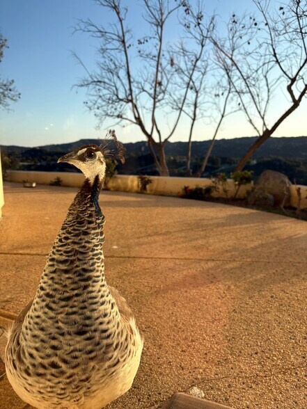 Building Photo - 40500 Avenida La Cresta