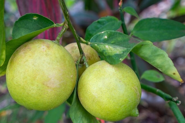 Building Photo - Fully Furnished, 3 Bed/3 Bath, Wailea Kai Home with Saltwater Pool