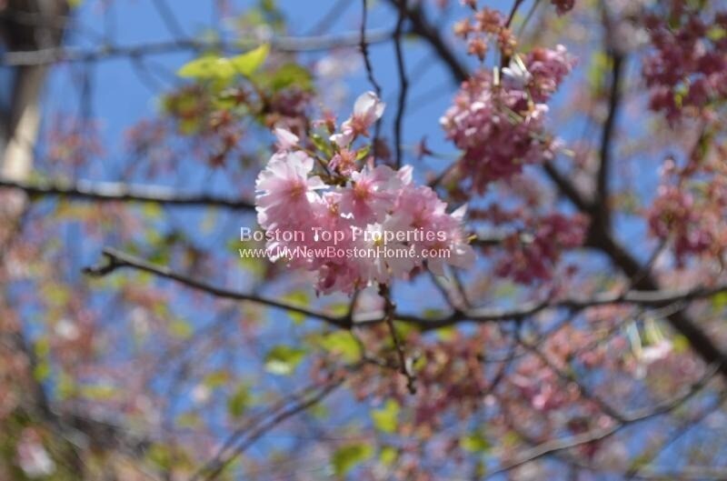 Building Photo - 537 Columbus Ave