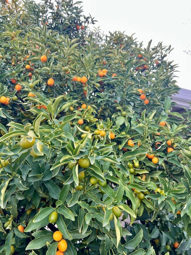 Building Photo - 801 Betlin Ave