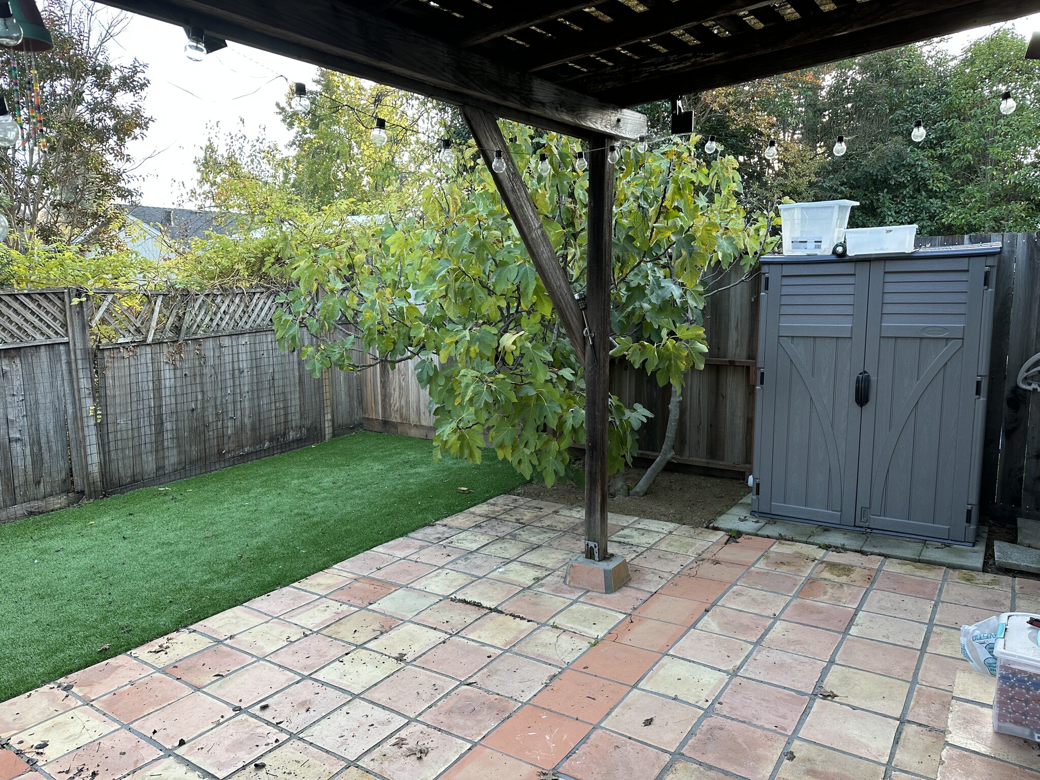 New turf with fig tree and storage container - 644 Craig Ave