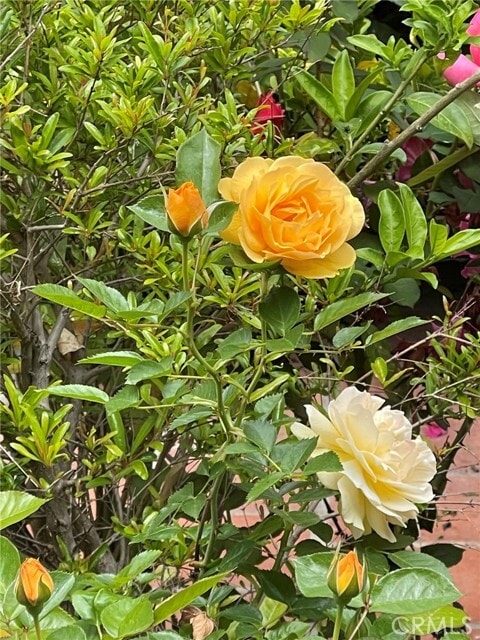 Building Photo - 135 Canon Dr