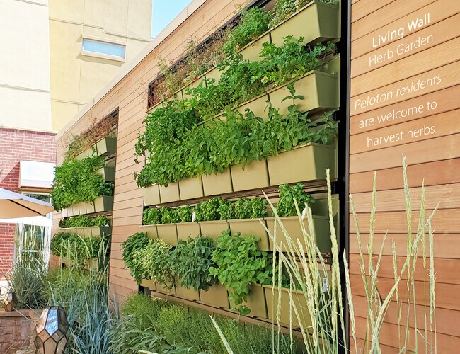 Living Wall - 3401 Arapahoe Ave