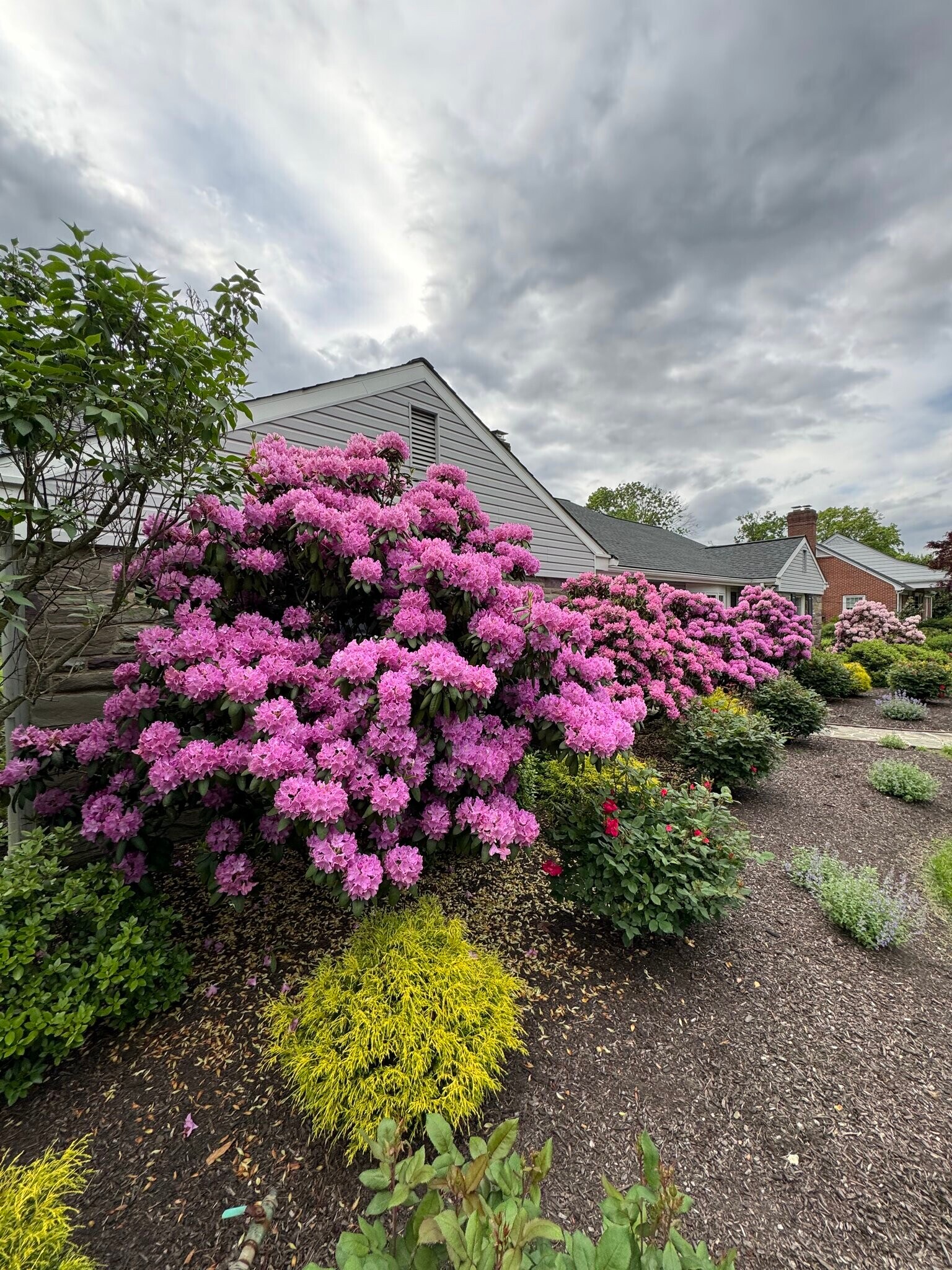 Bushes - 130 Chews Landing Rd