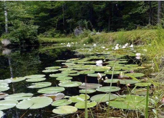 Lotus Pond - 47 Puckerbrush Rd