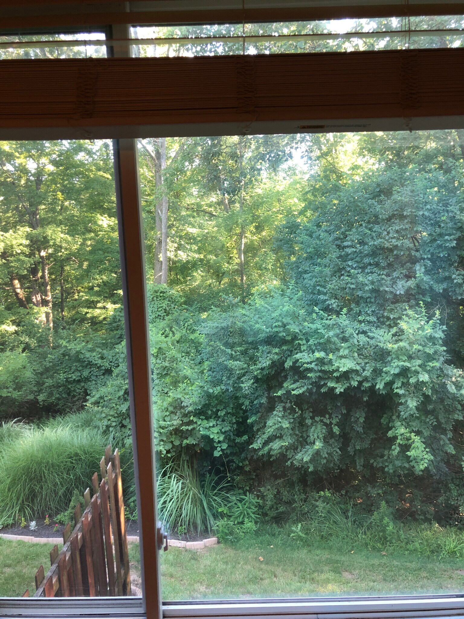 View from 1st floor - 11117 Jardin Pl