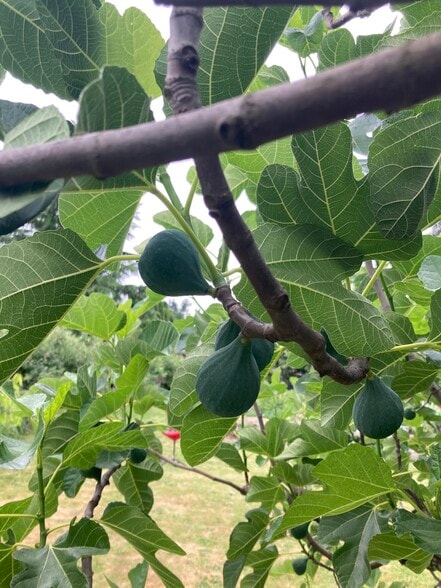 Figs - 5310 SE Schiller Street