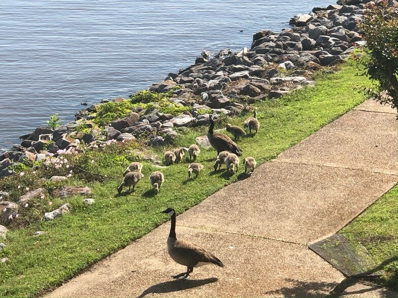 Building Photo - 70 Lake Barnett Dr