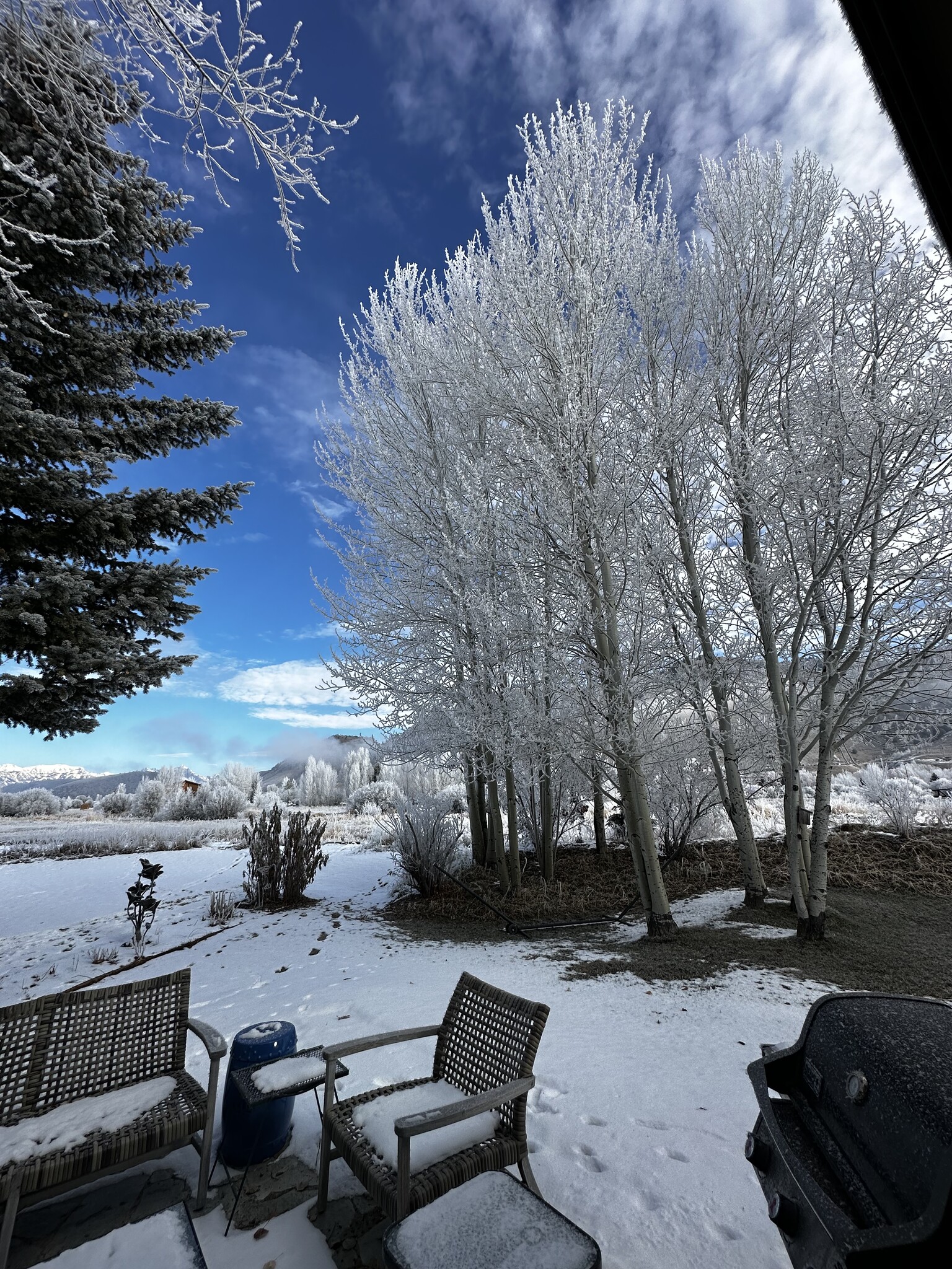 Backyard view, frosted Aspens - 1525 W Pinto Dr