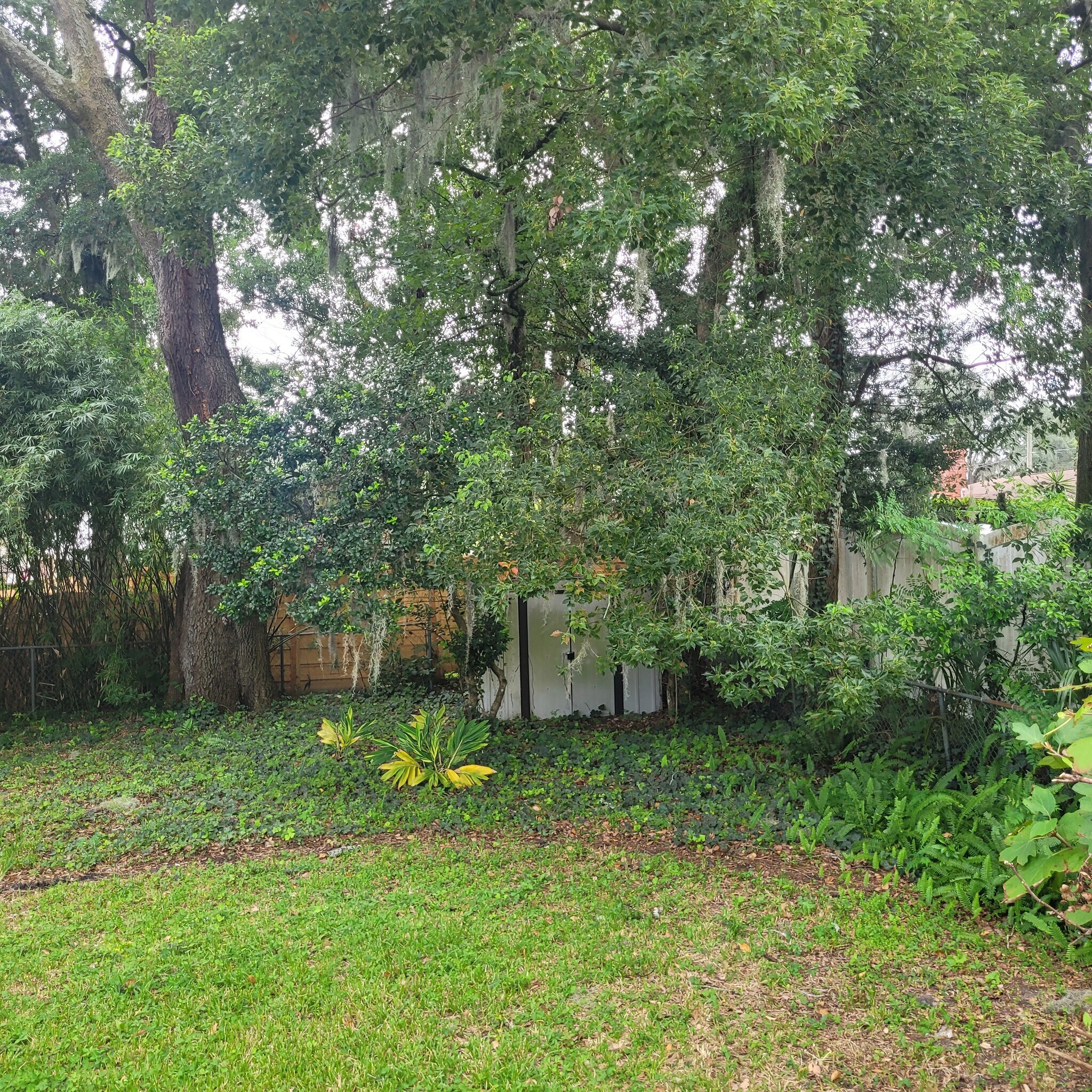 Backyard - 3812 Walsh St
