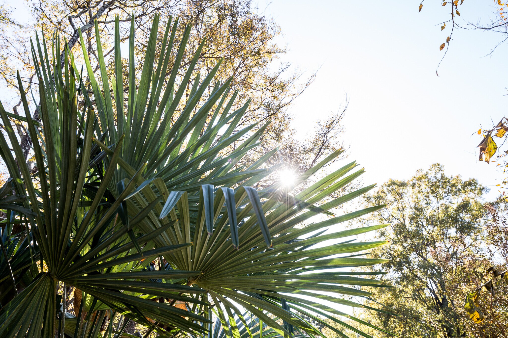 Backyard View - 2216 Katherine Kiker Rd