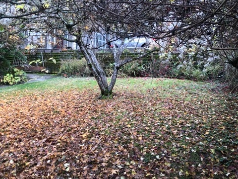 Yard - 6219 SW 21st Ave