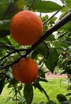 Building Photo - 4435 12th St