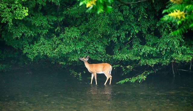 Wildlife, dear Eagles, geese, ducks, etc. - 6201 NY-42
