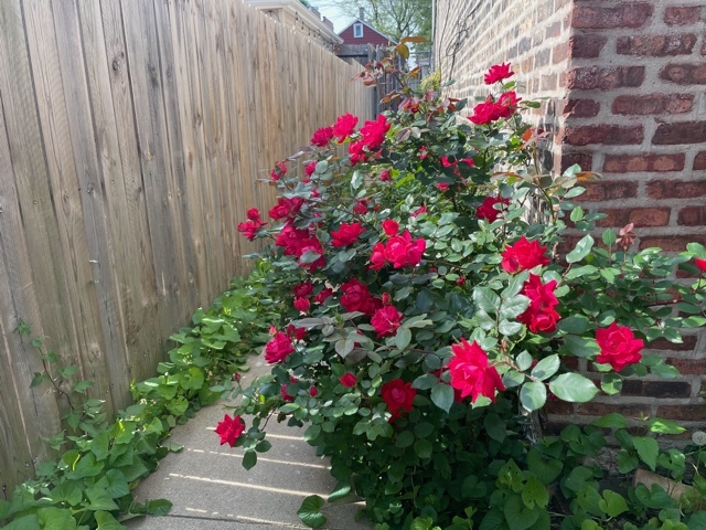 Gangway - 939 W 34th St