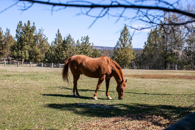 Building Photo - One of a kind, Magnificent Ranch Estate Pr...