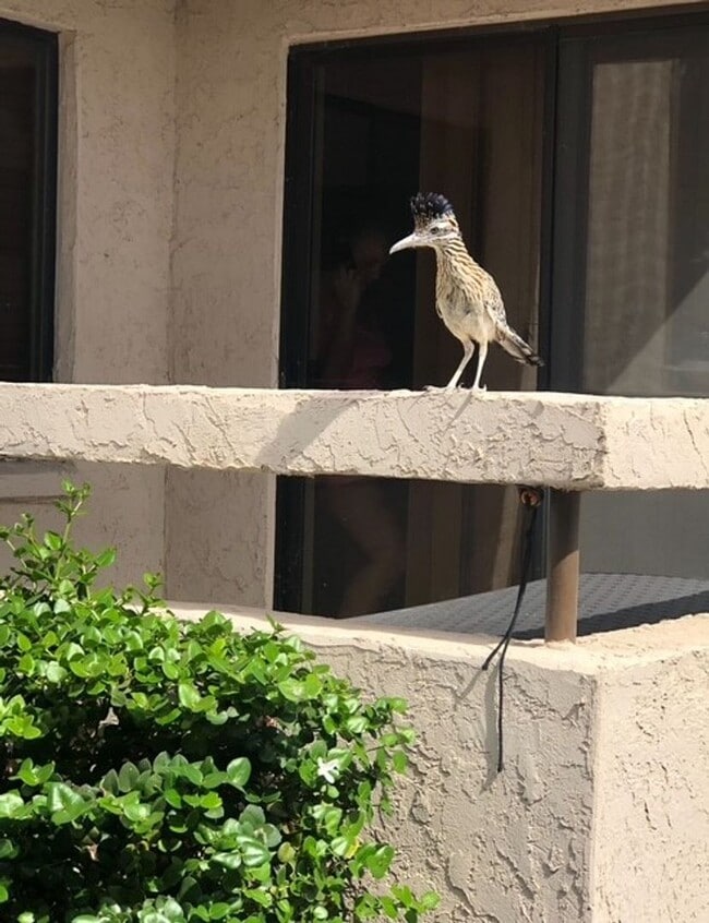 Building Photo - 2 BR WATERFRONT Fully Furnished/Utilities Included!! BEST SUNSET VIEW