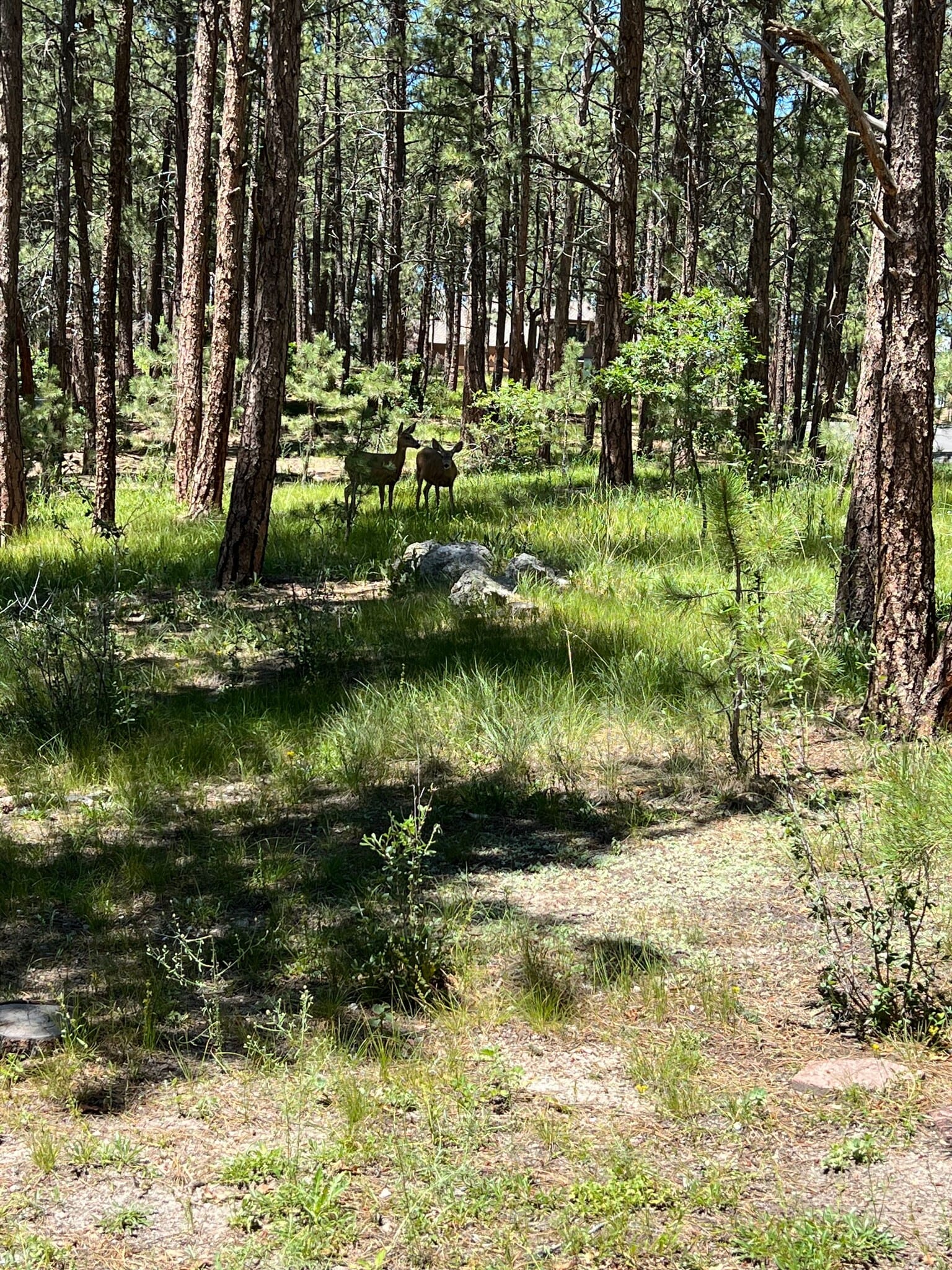 Building Photo - 615 Congressional Dr