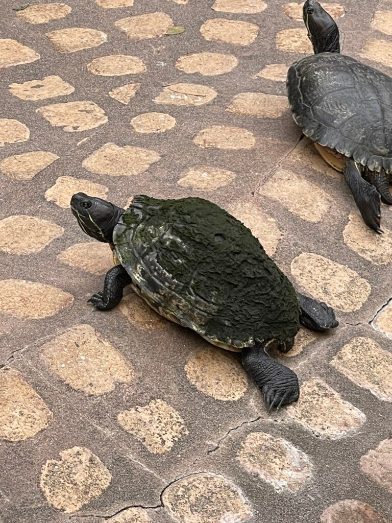 Turtle near pond - 1440 Veteran Ave