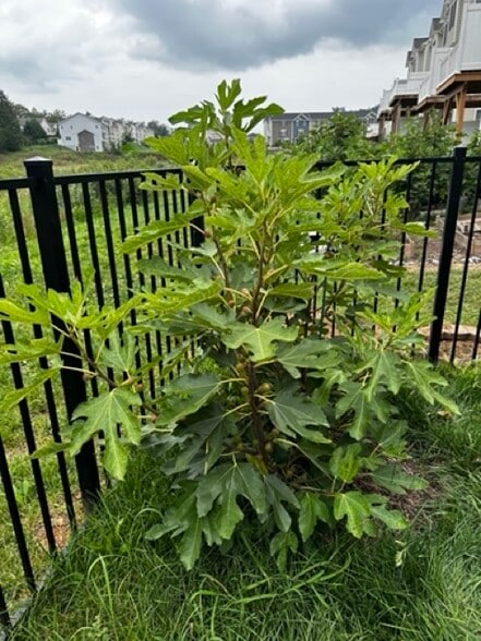 Fig trees x 2 - 1373 Palomino Trl