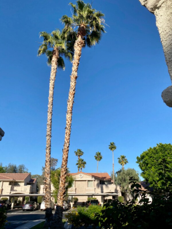 Building Photo - 4901 E Mesquite Ave