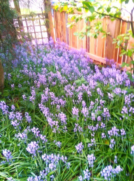 Grape Hyacinths in Spring - 1833 NE 52nd Ave