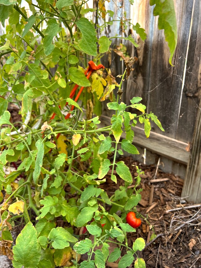 Tomatoes Harvest Private Backyard - 417 Princeton Dr. SE