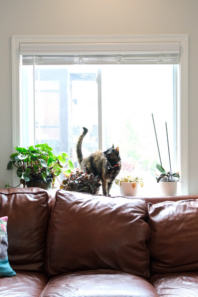 A cat on a couch - 655 16th St NE