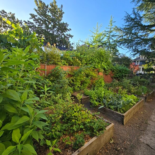 East facing veggie garden w/ raspberries and grapes - 555 N Simpson St