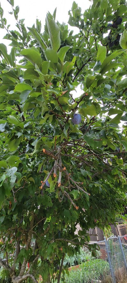 Building Photo - Cozy South Beacon Hill Cottage with 2 bedrooms, bonus room, and large yard with territorial views