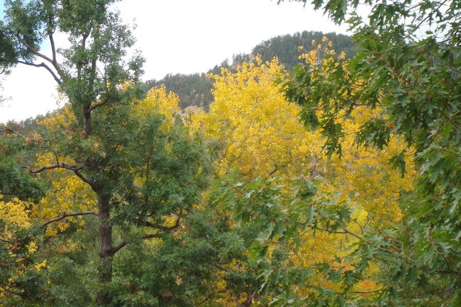 Building Photo - Condo in  Downtown Boulder Furnished One bedroom with Den and large Patio looking out to Flatirons