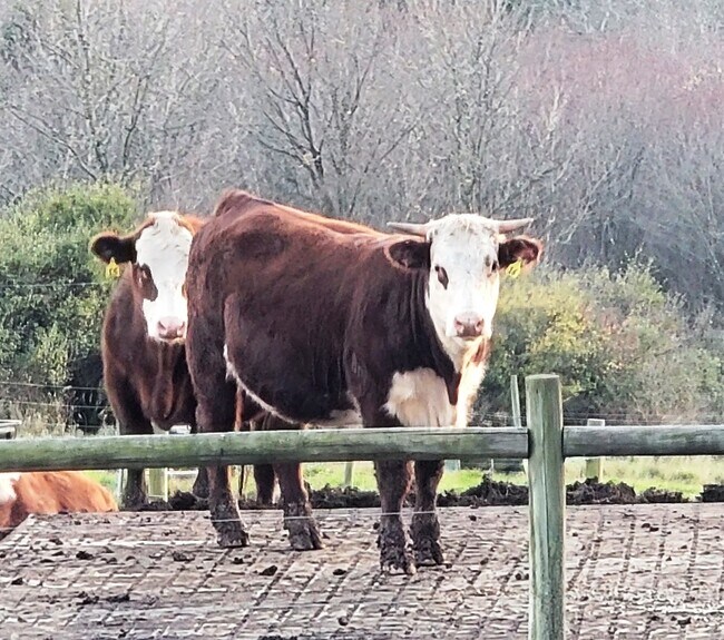 Building Photo - 290 Old Taylor Rd