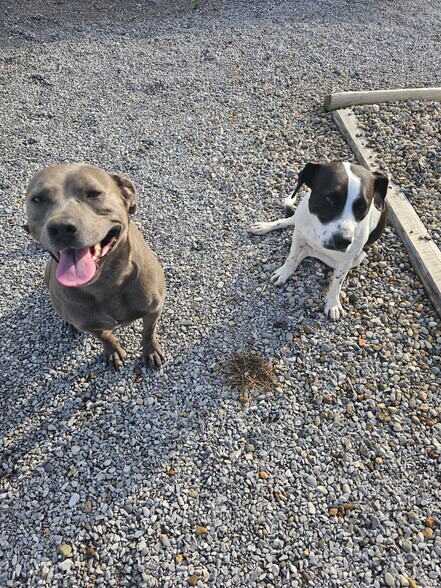 Pet Friendly - 131 E Park Ave