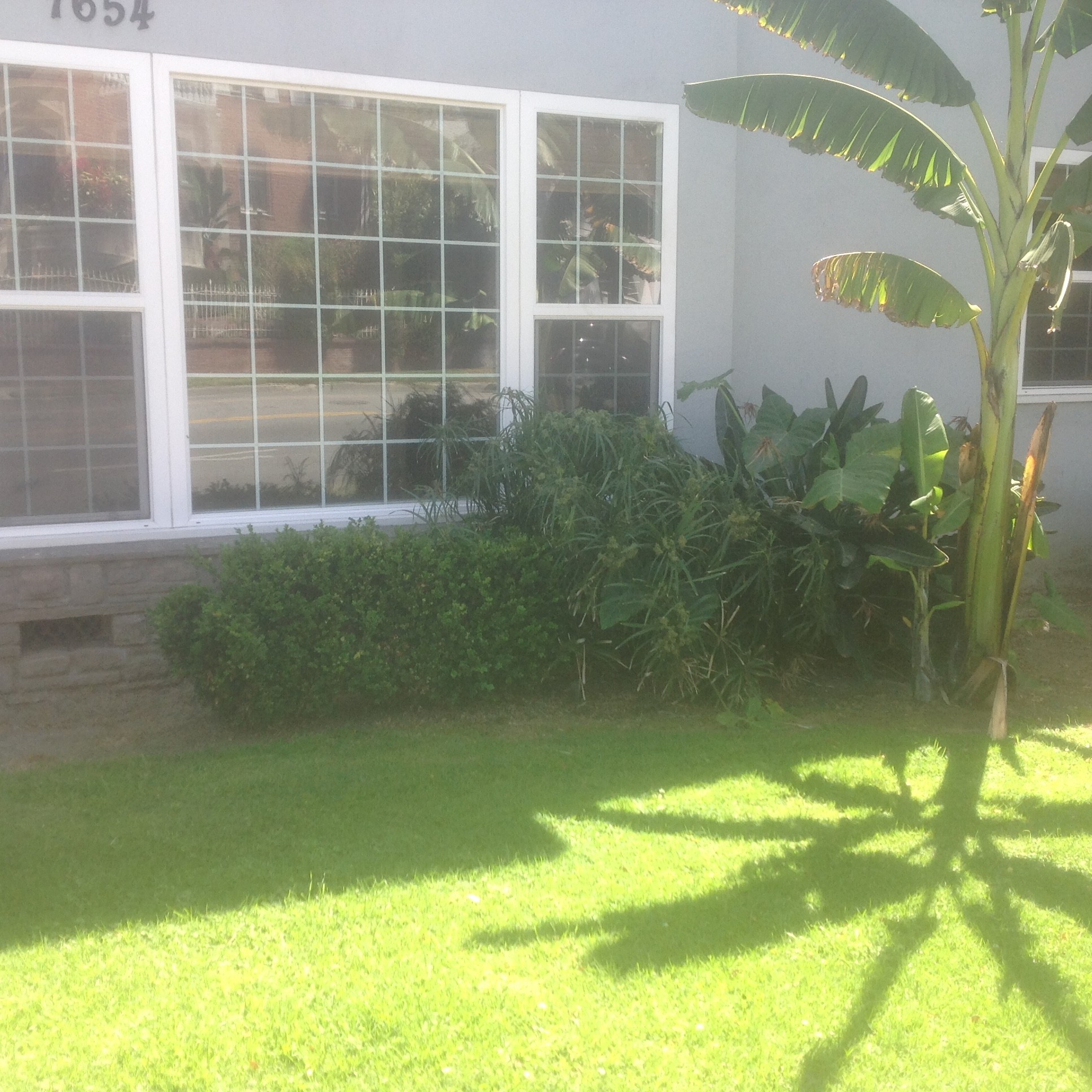 FRONT GARDEN - 7654 Hollywood Blvd