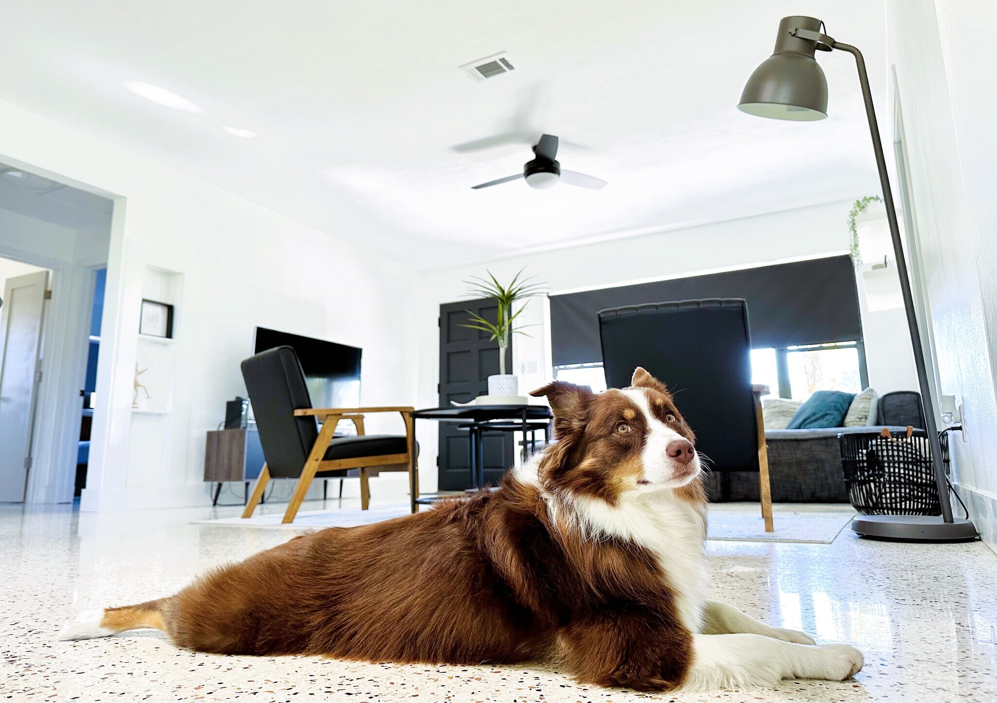 Good Dogs Welcome! - 408 Niblick St