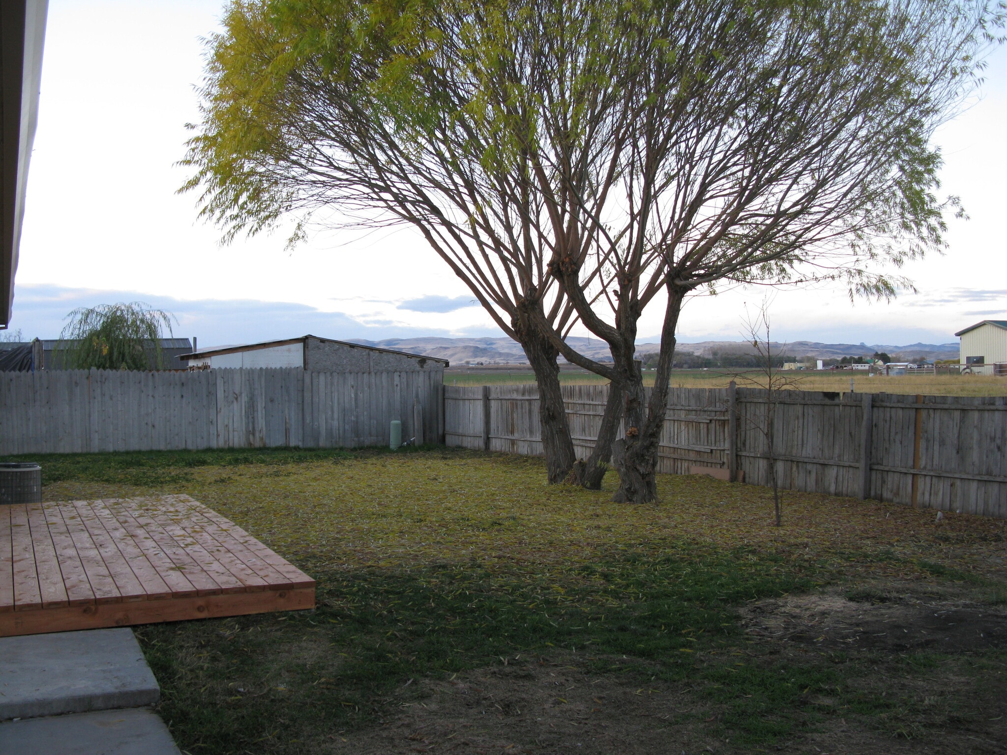 this willow tree is gone/but 2 new trees are planted. - 305 S 5th St W