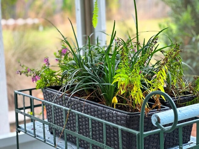 Building Photo - 103 Mimosa Ave