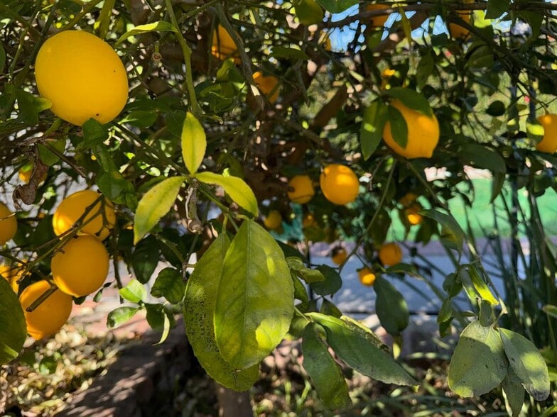 Lemons - 4448 Carpenter Ave
