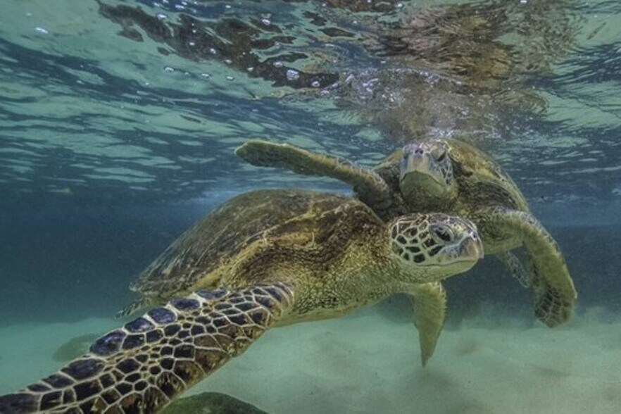 Snorkel with Turtles - 68-243 Au St