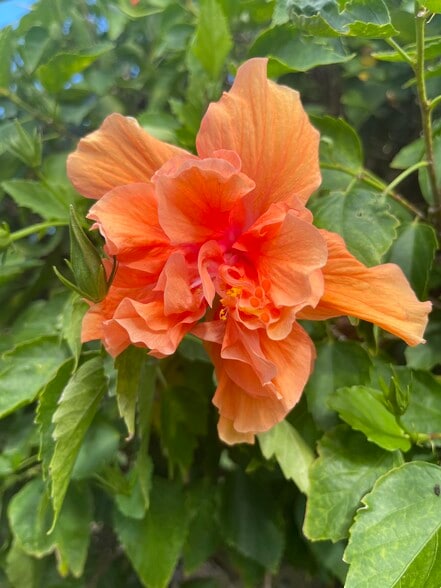 Gardens of flowers! - 218 Dogwood Cir