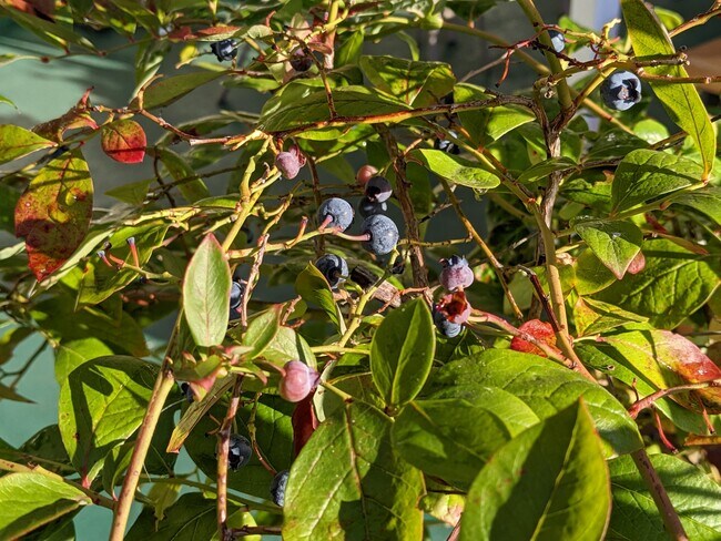 Blueberries are available from the 4 varieties 4-6 months a year. - 8261 Northrop Plz SW